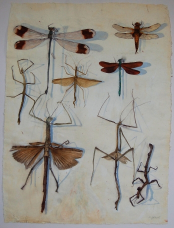 Dragonflies  Watercolour Private collection